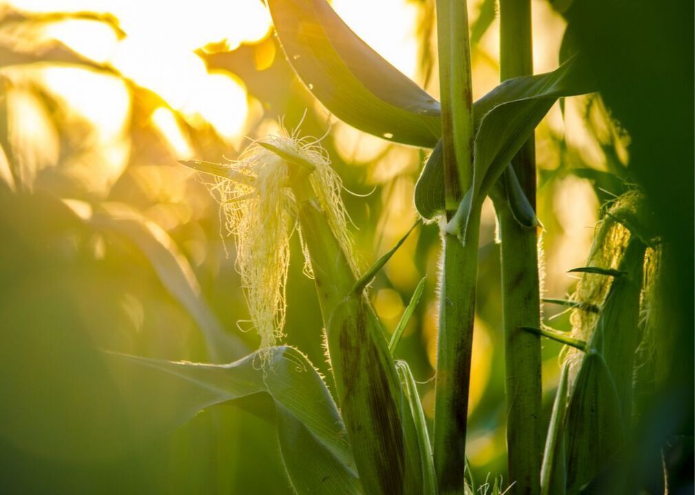 The US is the world’s leader in corn production